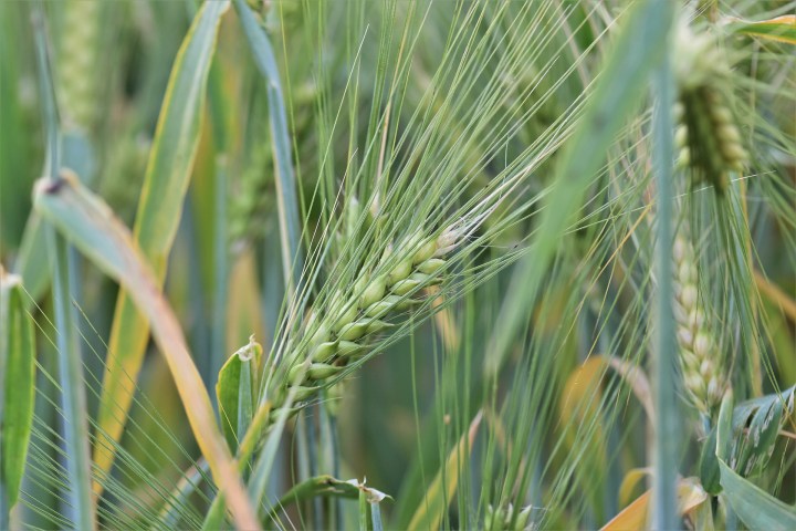 wheat-2433732_1920